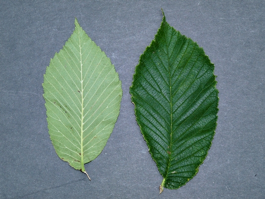 {Ulmus rubra}